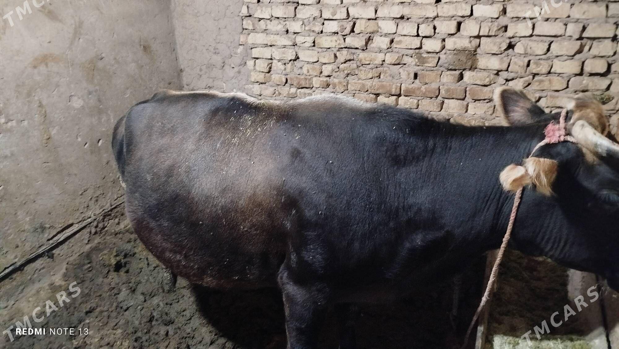 gysyr Bakyda duran sygyr - Теджен - img 4