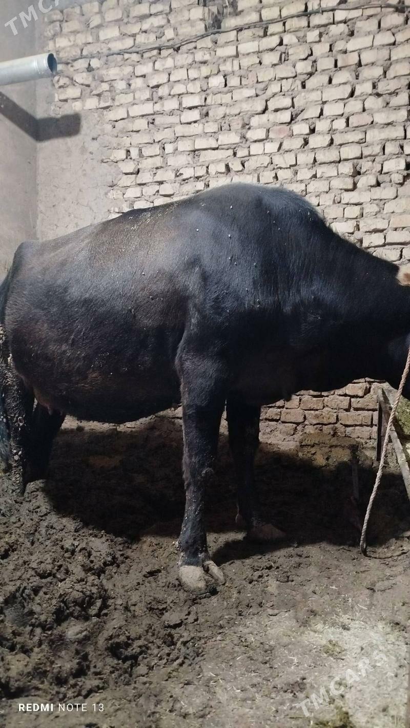 gysyr Bakyda duran sygyr - Теджен - img 3