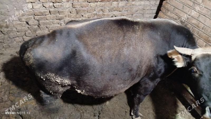 gysyr Bakyda duran sygyr - Теджен - img 2