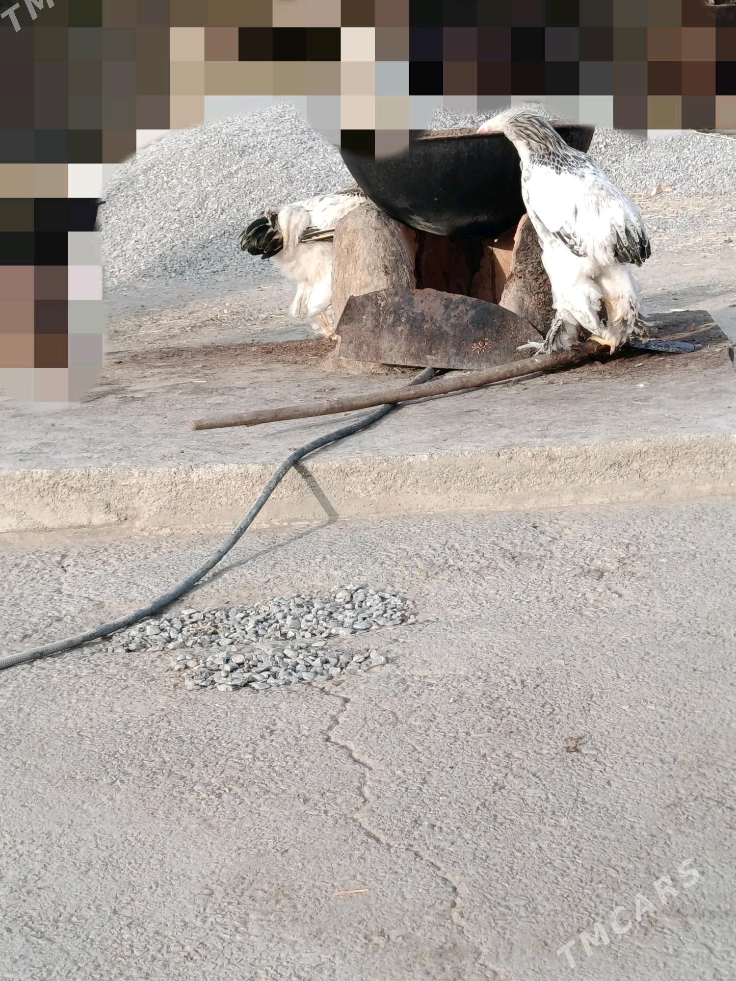 Brama - Gökdepe - img 3