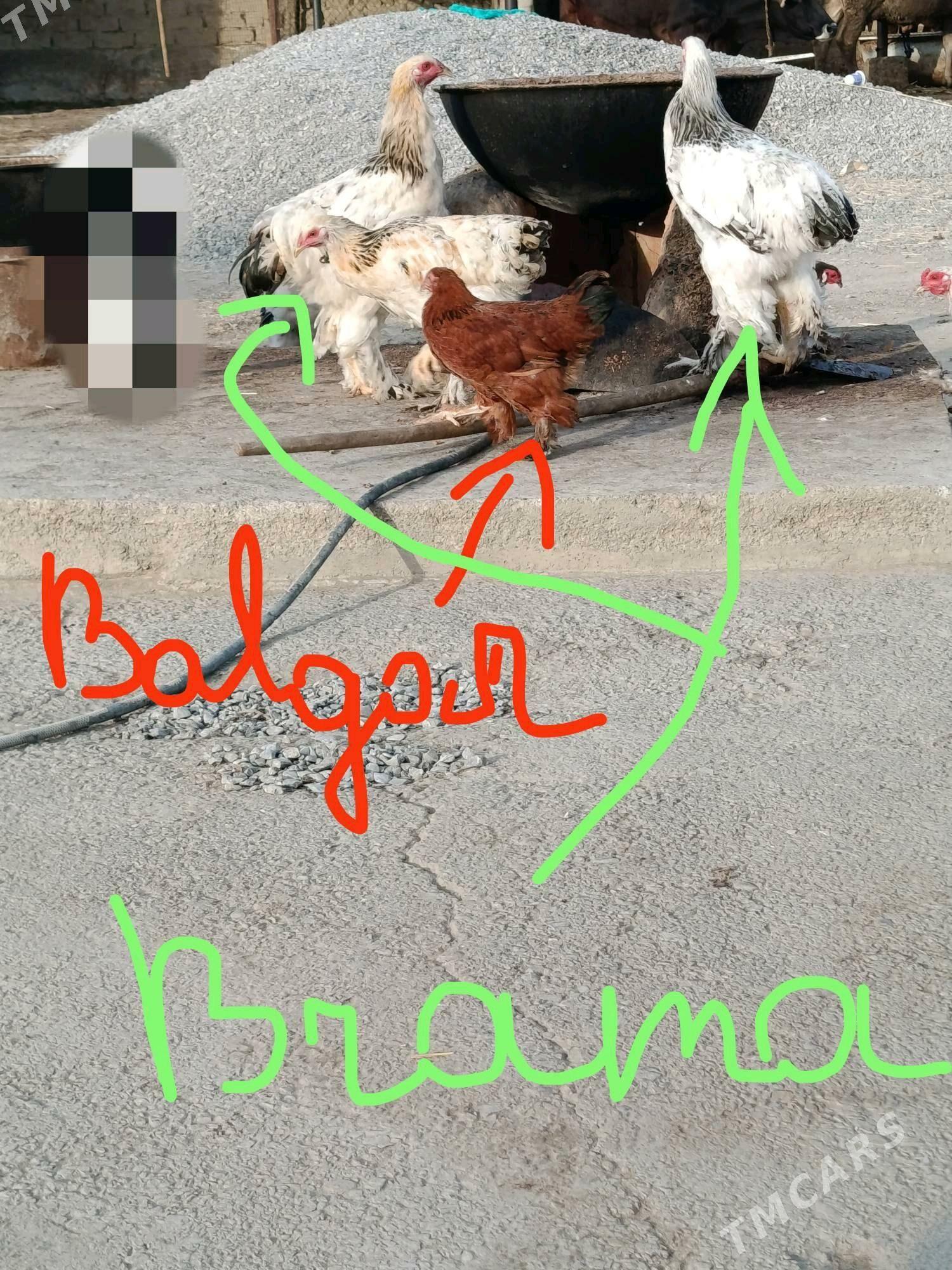 Brama - Gökdepe - img 2