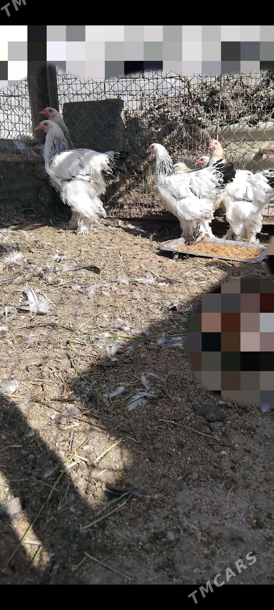 Brama - Gökdepe - img 1