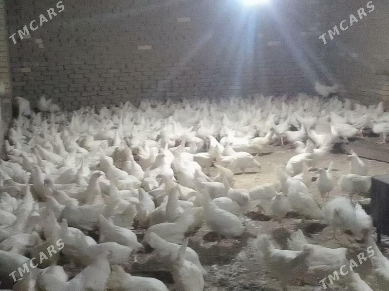 Ak towuk - Мары - img 1