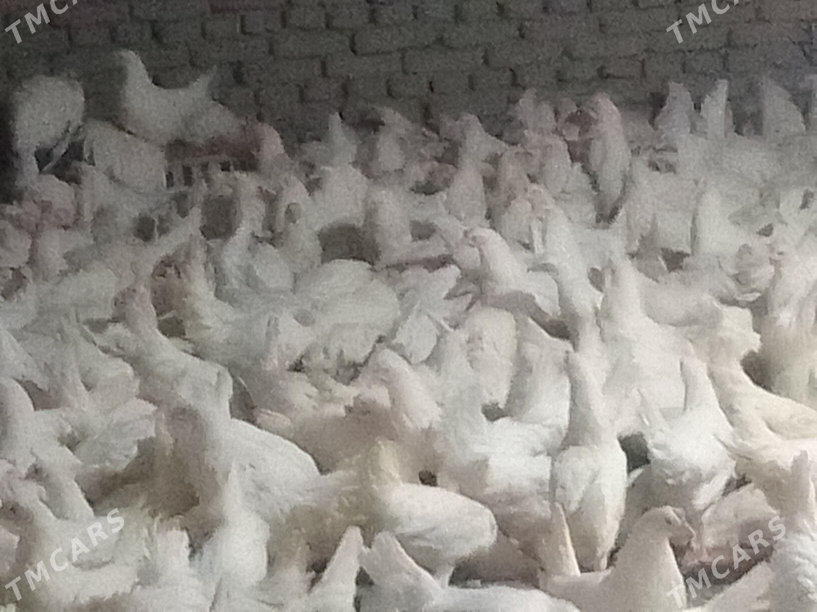 Ak towuk - Мары - img 2