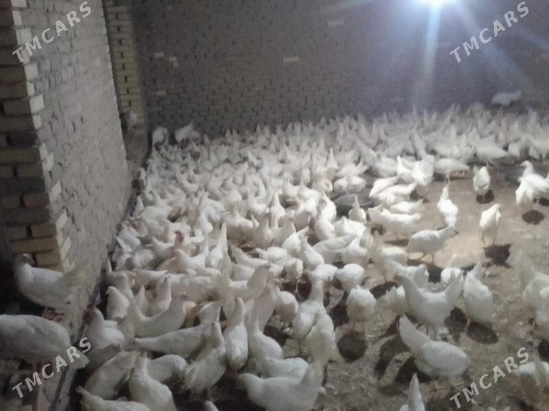 Ak towuk - Мары - img 3