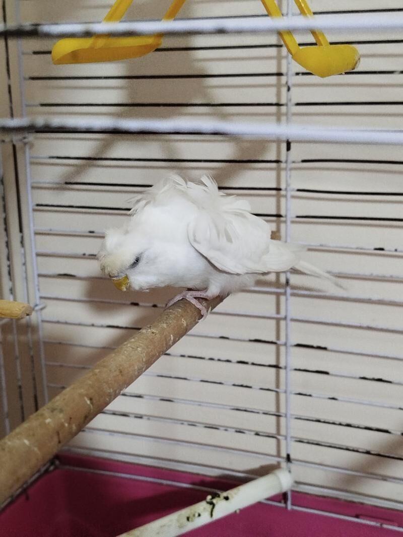 POPUGAY KLETKA - Ашхабад - img 3