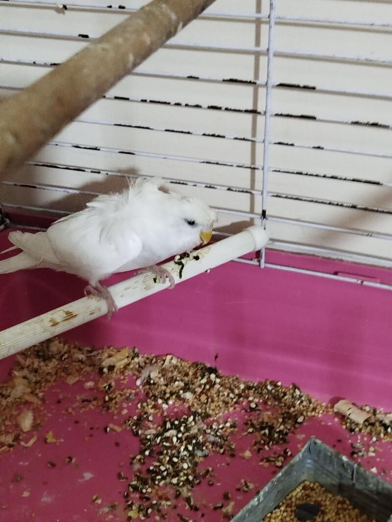 POPUGAY KLETKA - Ашхабад - img 2