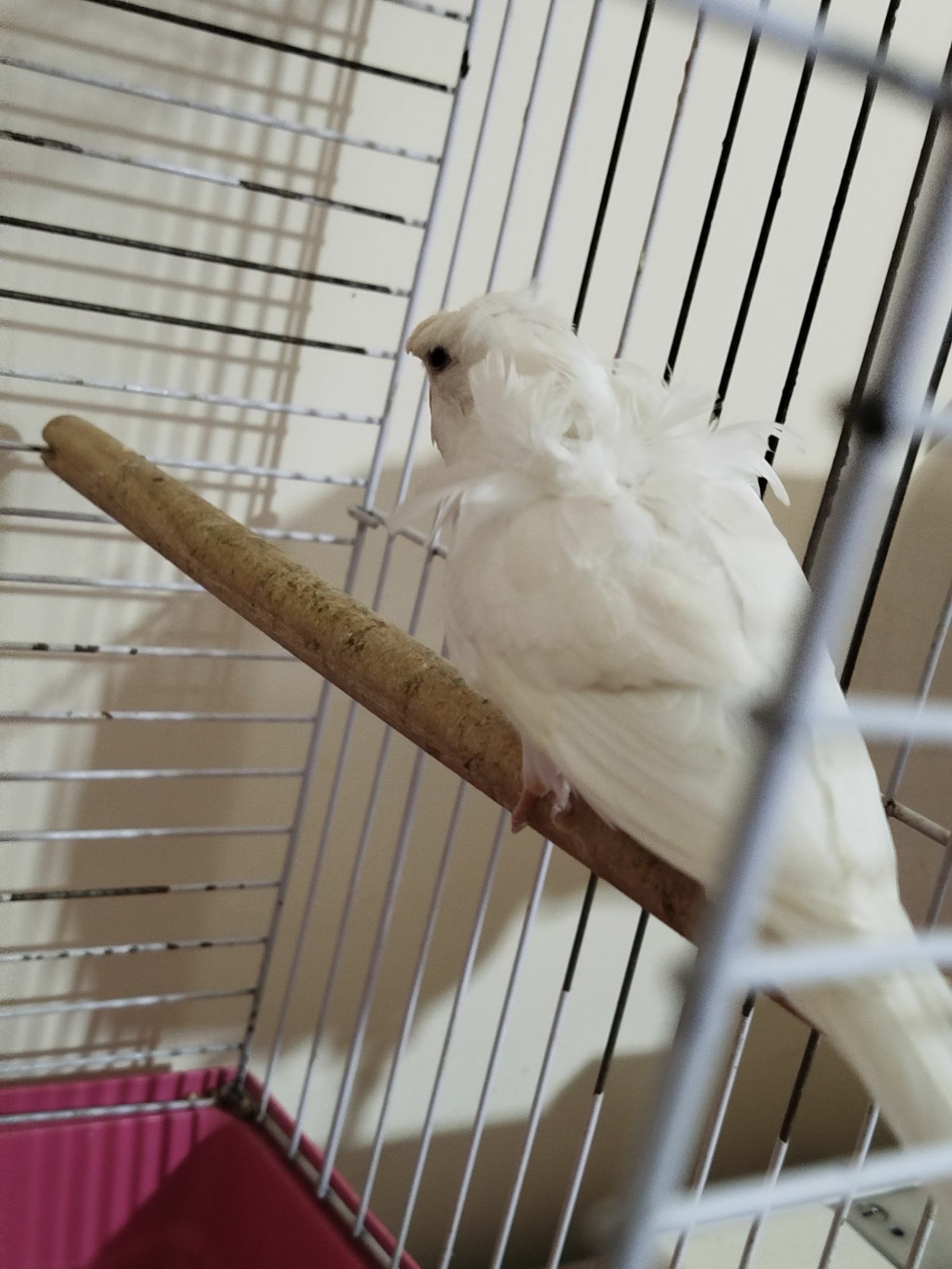 POPUGAY KLETKA - Ашхабад - img 4