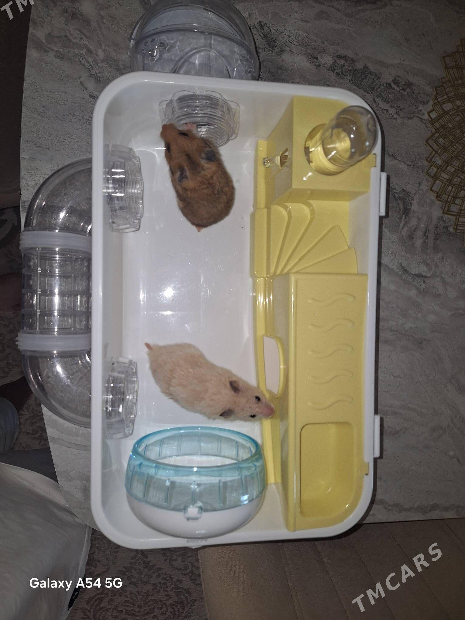 2 хомяка и дом с запчастями - Aşgabat - img 3