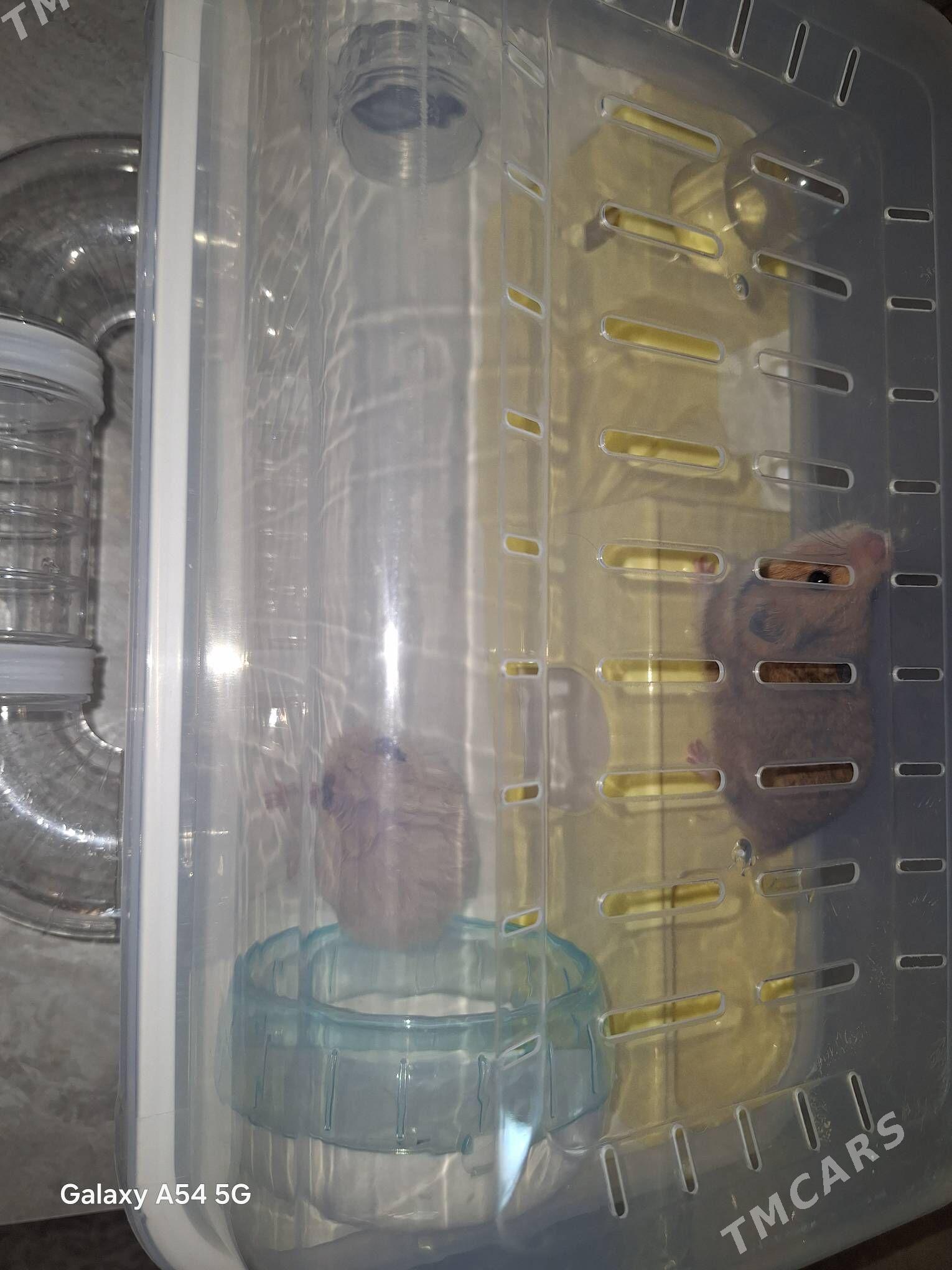 2 хомяка и дом с запчастями - Aşgabat - img 2