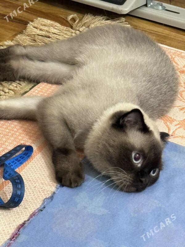 СЯМСКИЙ ВИСЛОУХИЙ КОТИК - Aşgabat - img 3