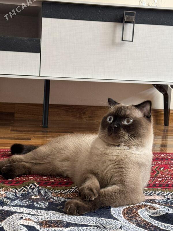 СЯМСКИЙ ВИСЛОУХИЙ КОТИК - Aşgabat - img 2