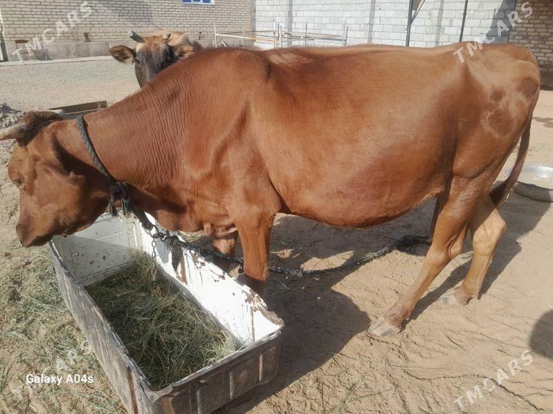 gòleli sygyr - Бабадайхан - img 2