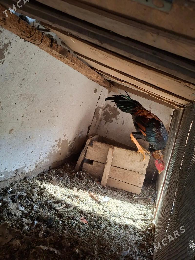 baysok horaz - Dänew - img 3