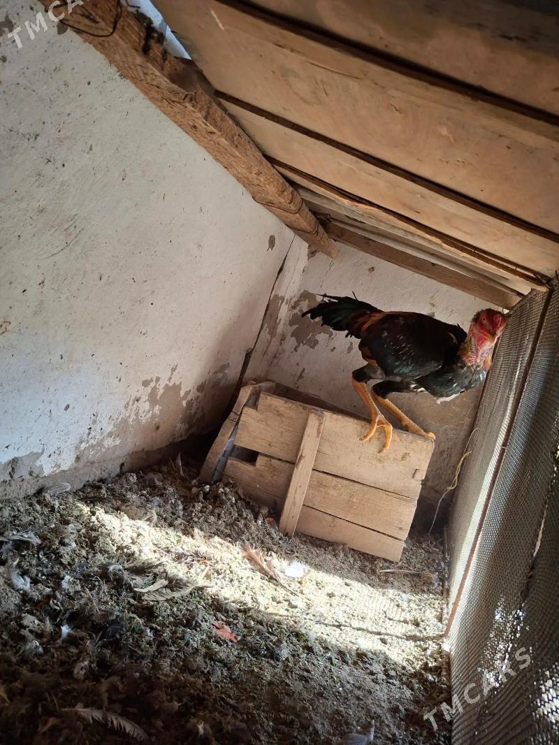 baysok horaz - Дянев - img 1