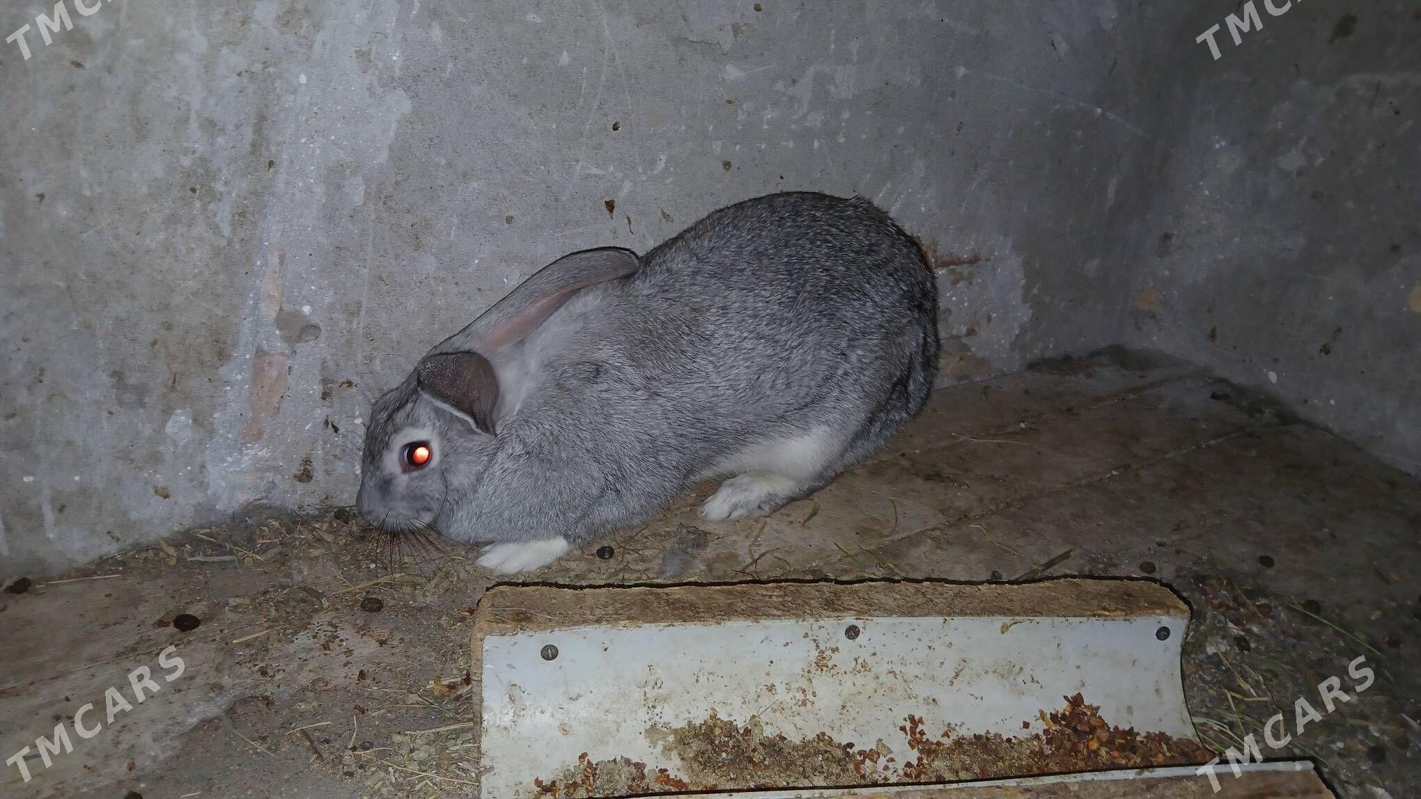 Towson pol wilikan - Türkmenabat - img 2