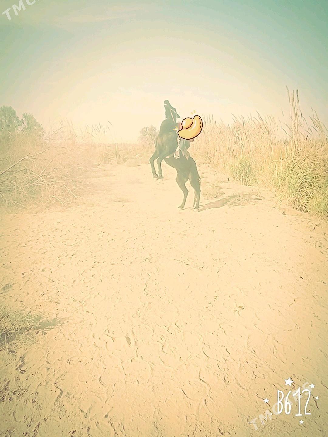 at - Векильбазар - img 2