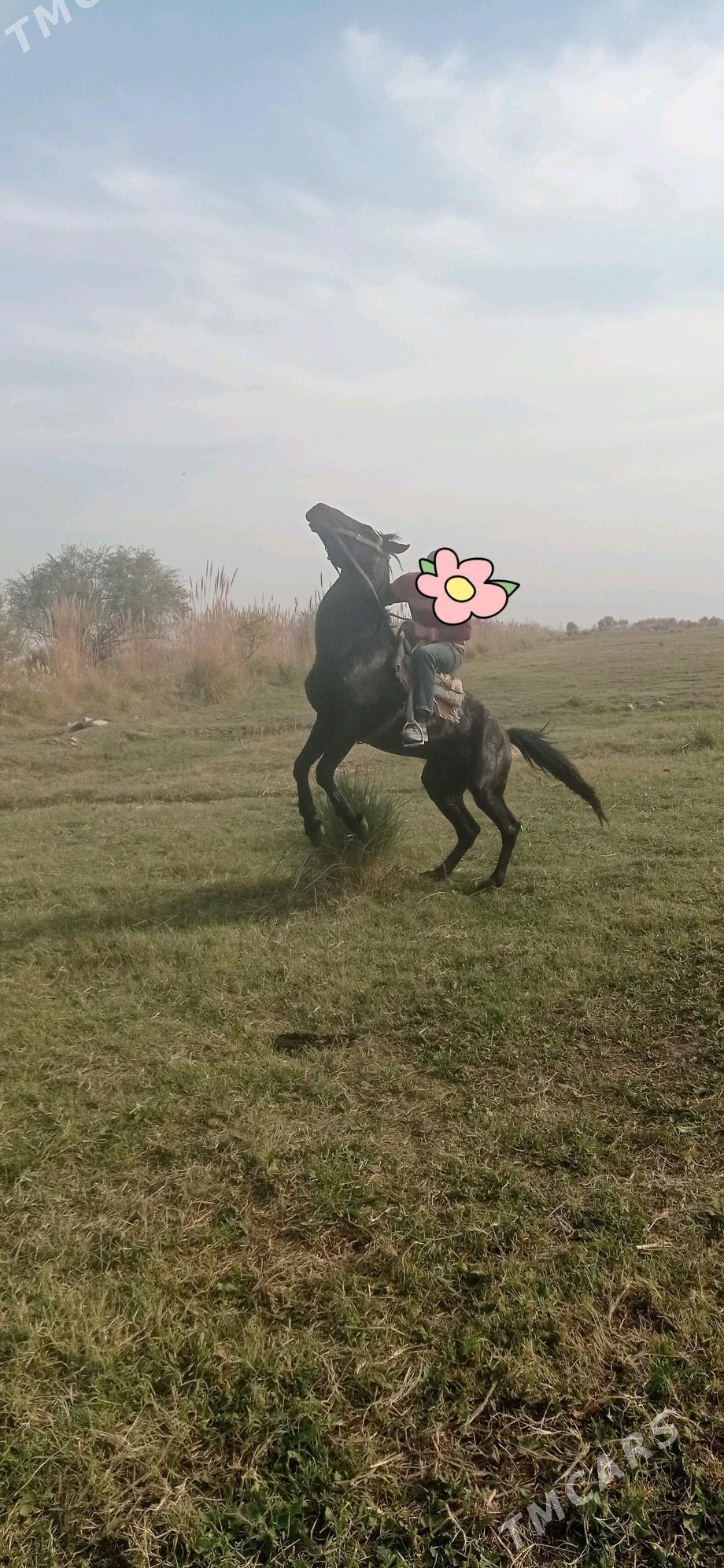 at - Векильбазар - img 1