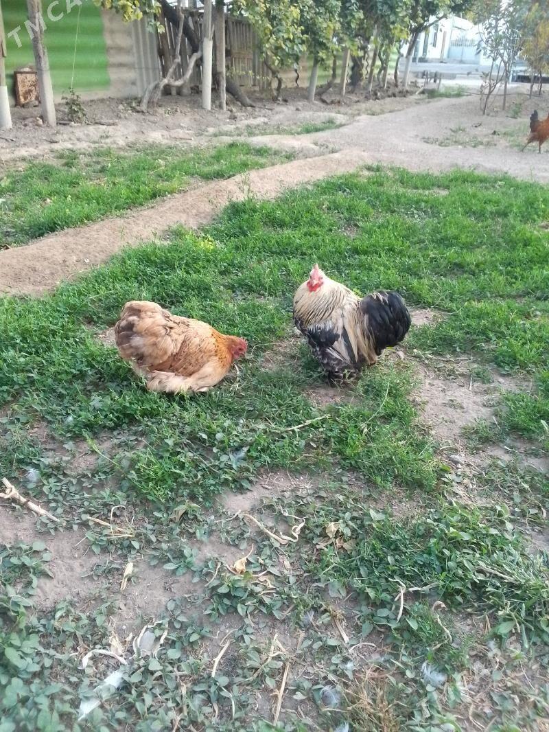 kohink karlik - Aşgabat - img 1