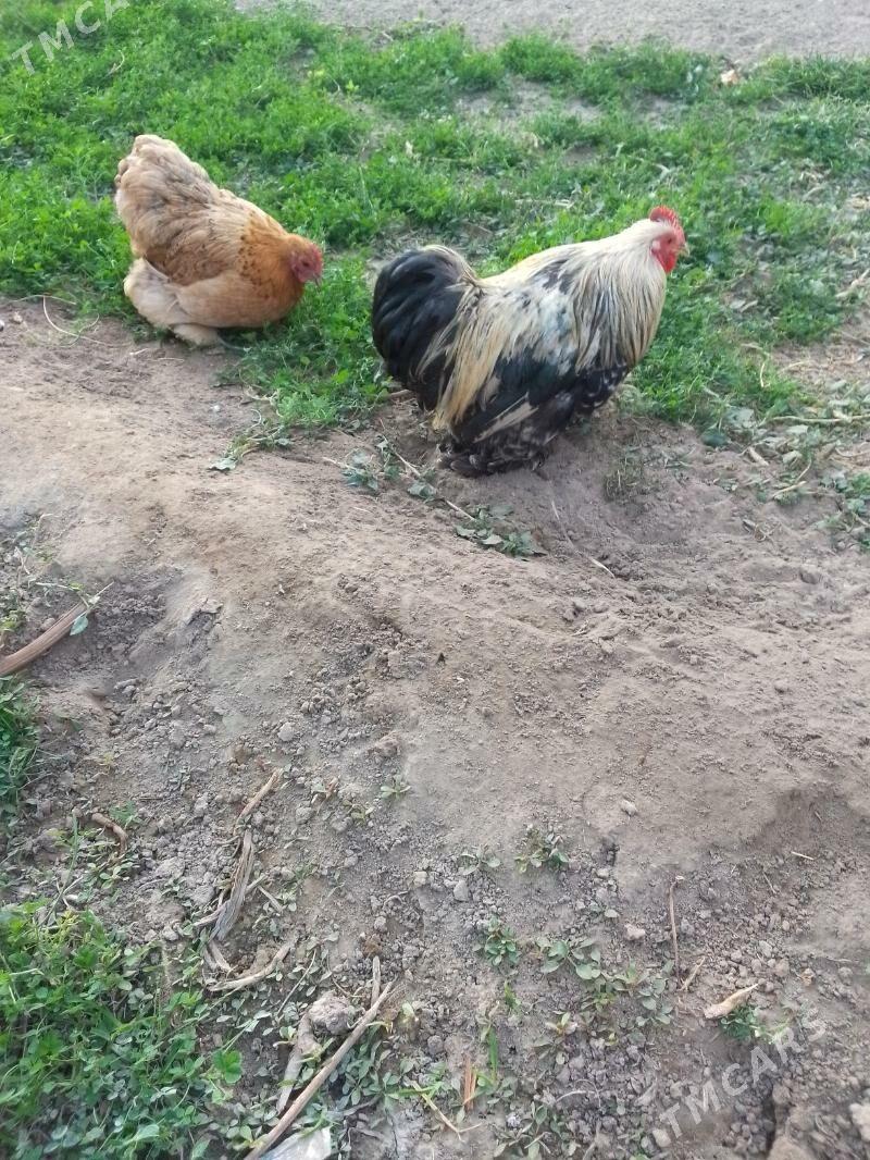 kohink karlik - Aşgabat - img 2