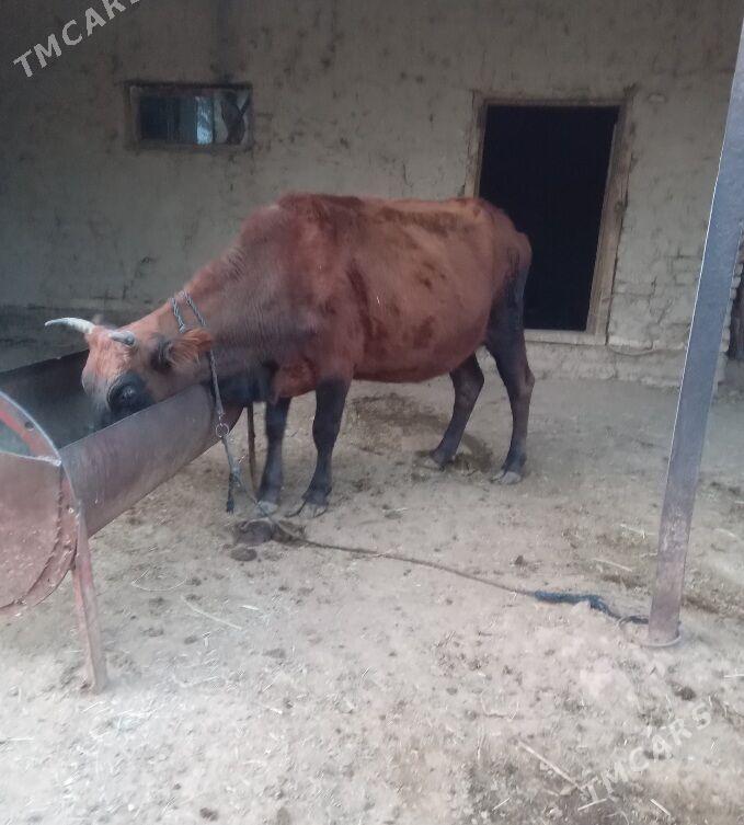 Bogaz sygyr - Baýramaly - img 3