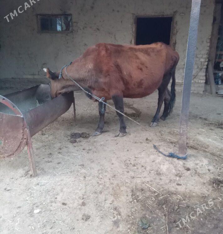 Bogaz sygyr - Baýramaly - img 2