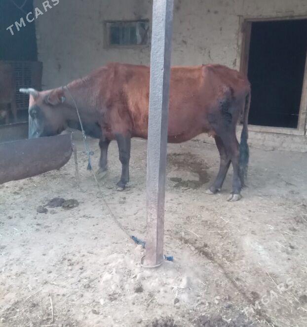 Bogaz sygyr - Baýramaly - img 1