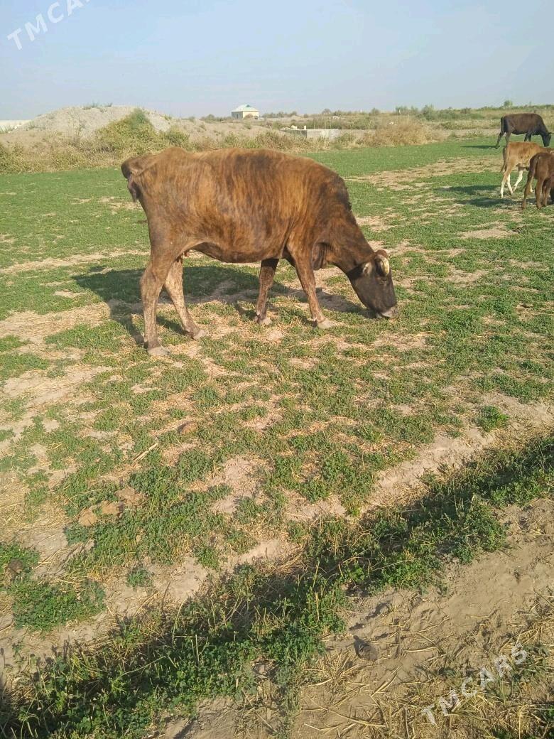 goleli sygyr 3 sany - Бабадайхан - img 2