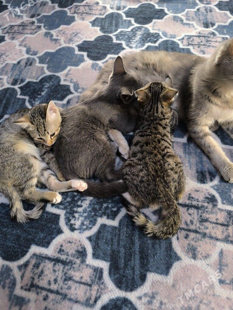 pisikler - Daşoguz - img 6