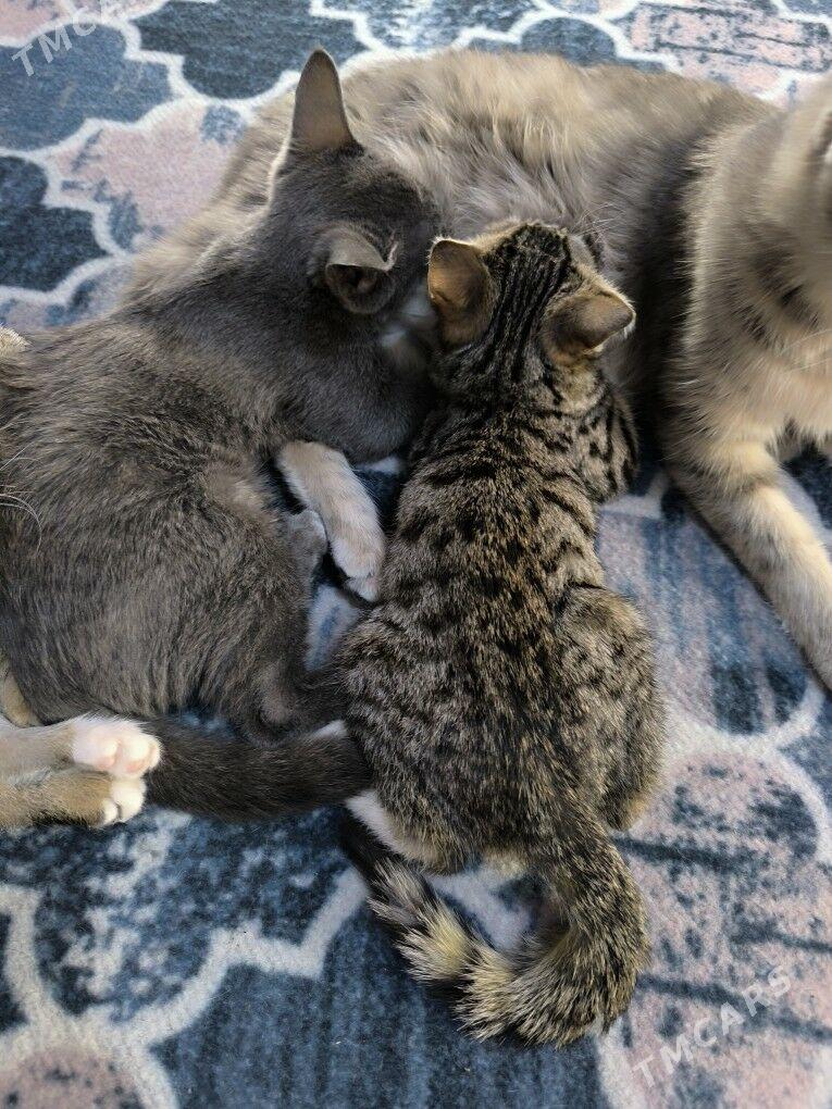 pisikler - Daşoguz - img 7