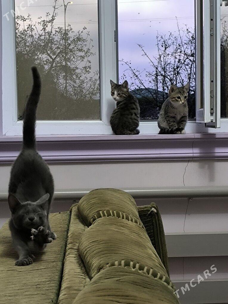 pisikler - Daşoguz - img 3