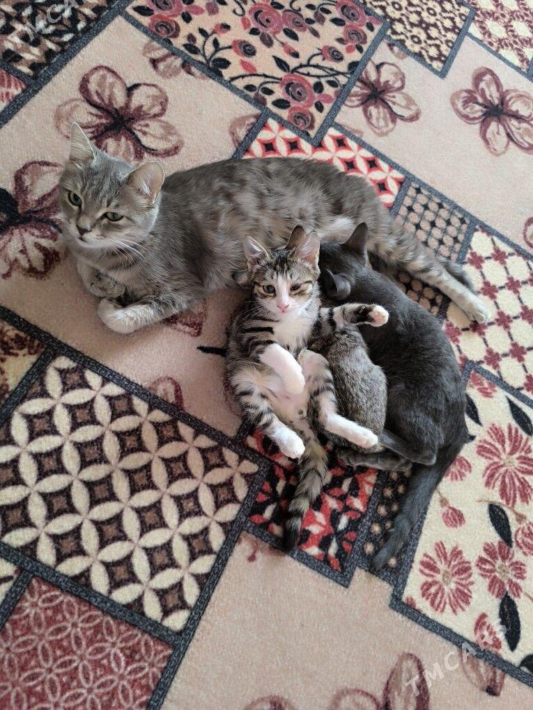 pisikler - Daşoguz - img 5