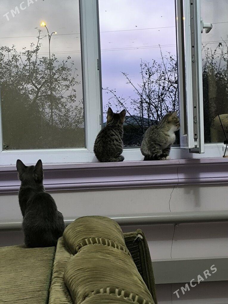 pisikler - Daşoguz - img 4