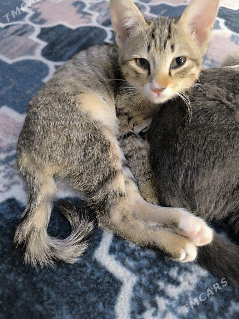 pisikler - Daşoguz - img 8