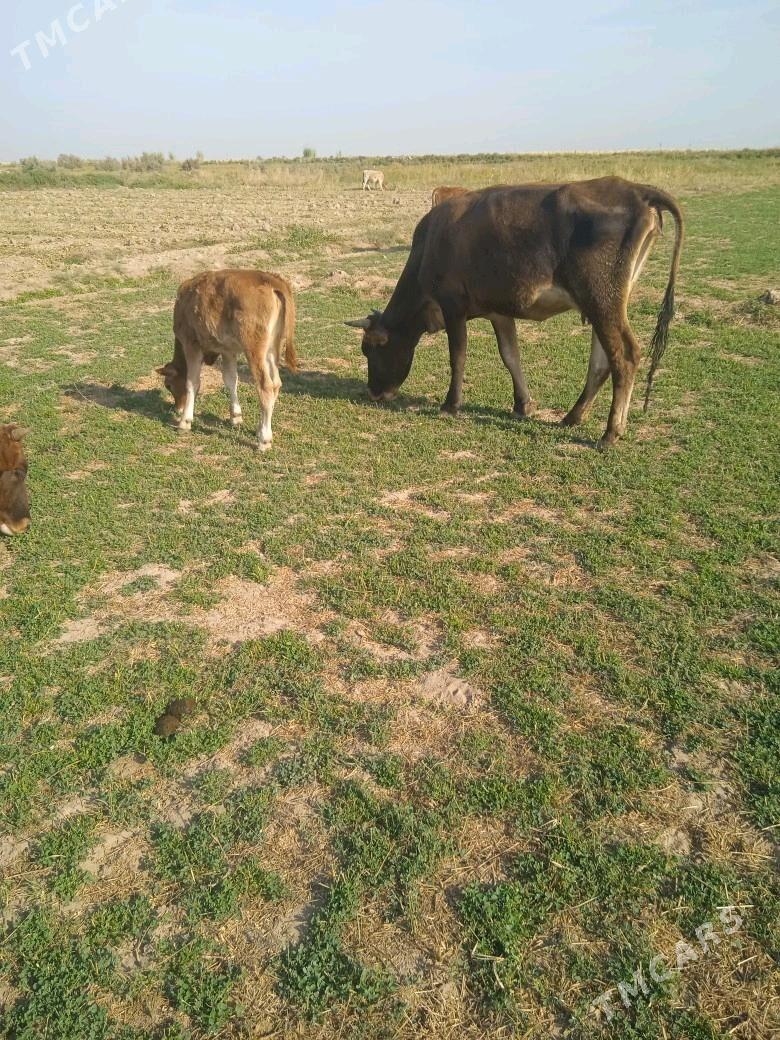 goleli sygyr 3 sany - Бабадайхан - img 6