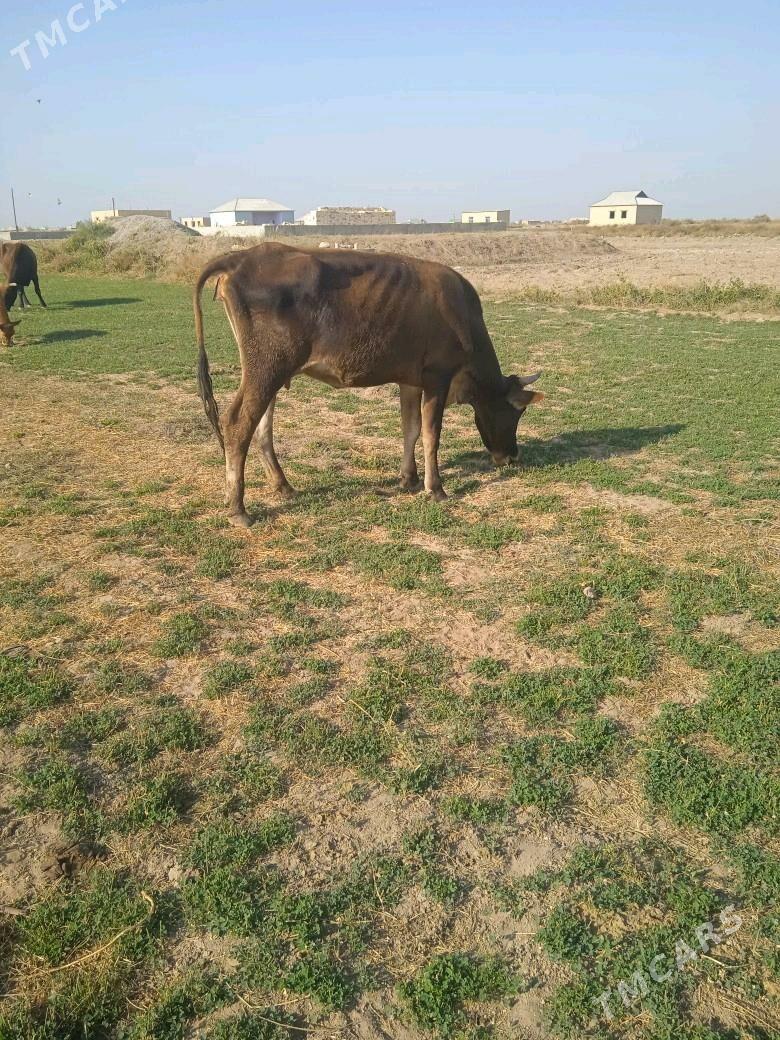 goleli sygyr 3 sany - Бабадайхан - img 3