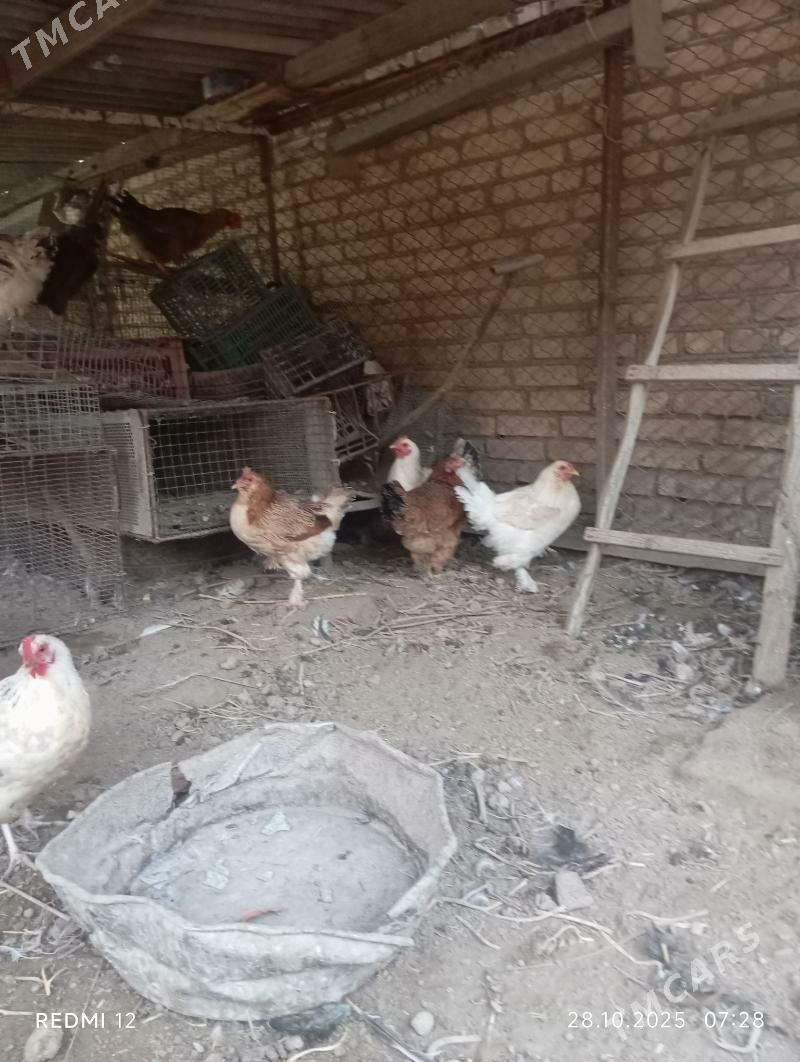 Towuk - Саят - img 3