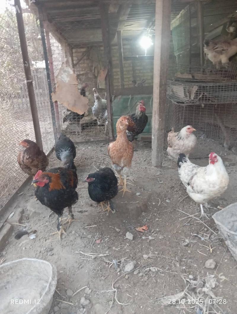 Towuk - Саят - img 1