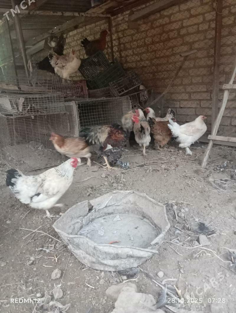 Towuk - Саят - img 2