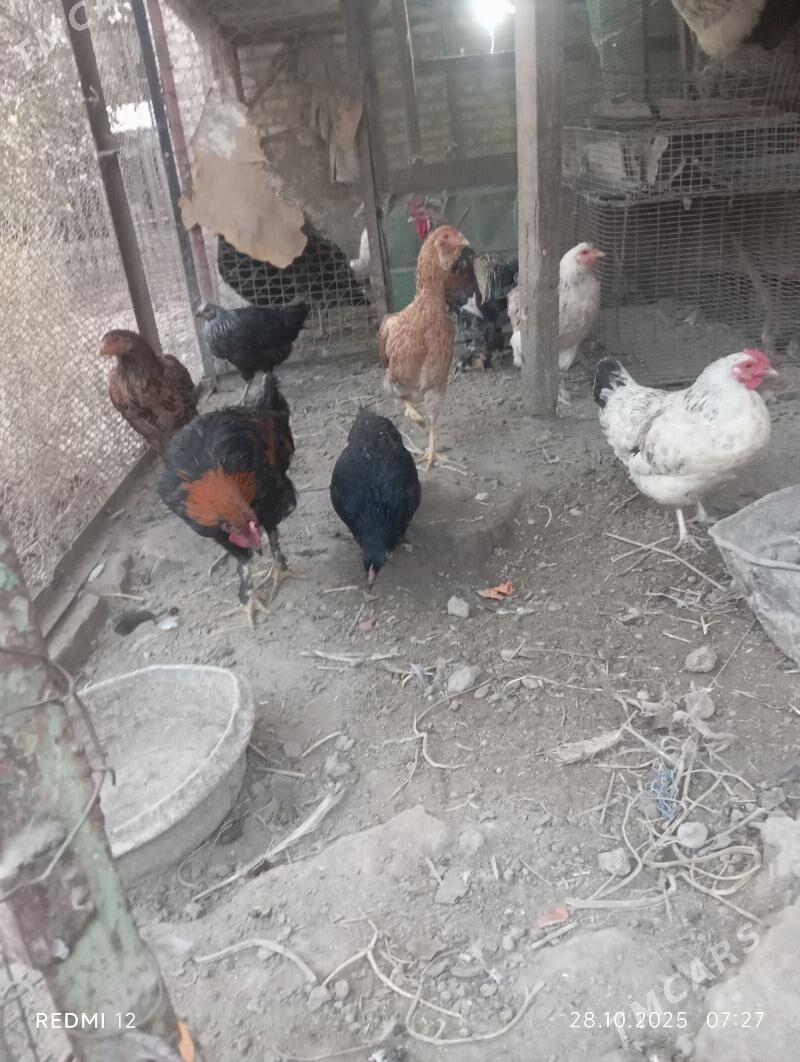 Towuk - Саят - img 5