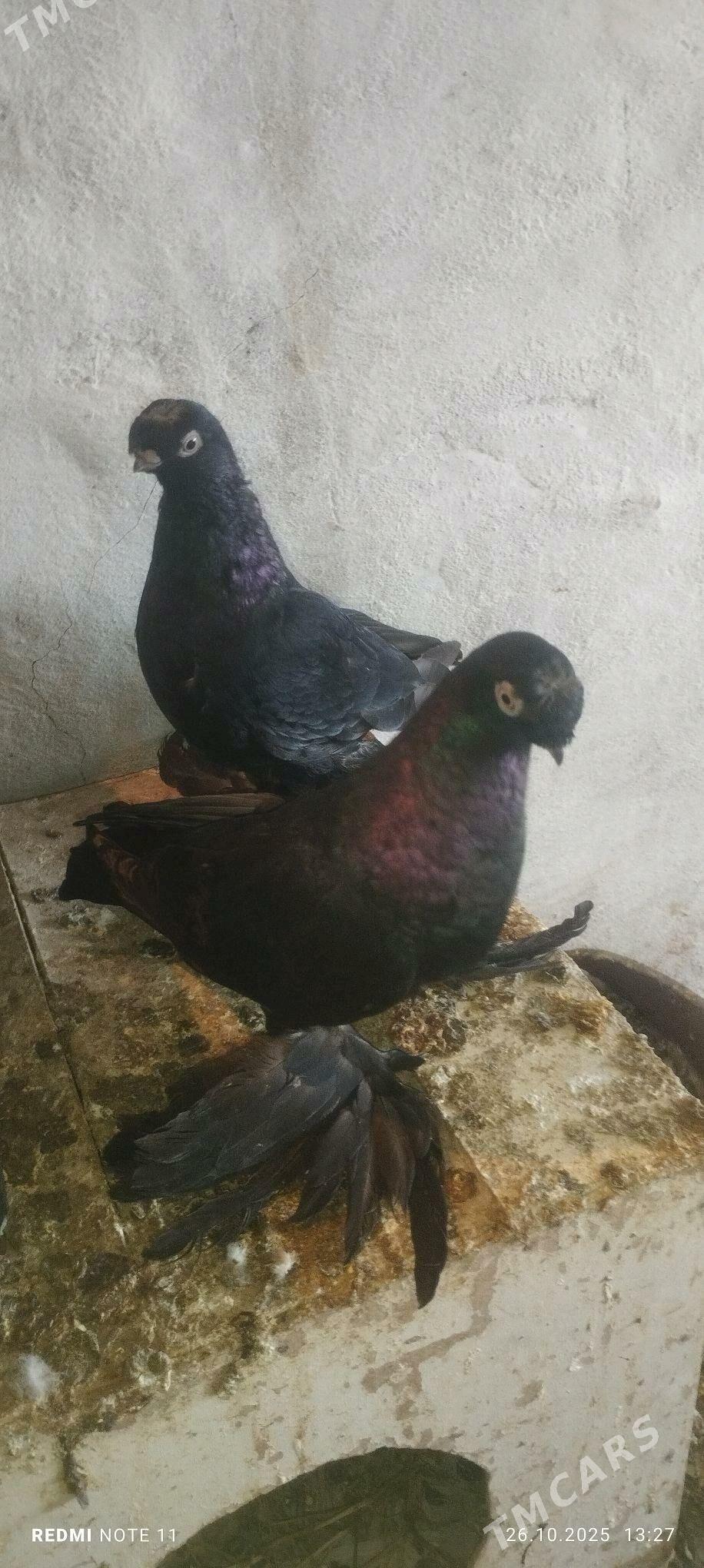 Kepderi - Мургап - img 1