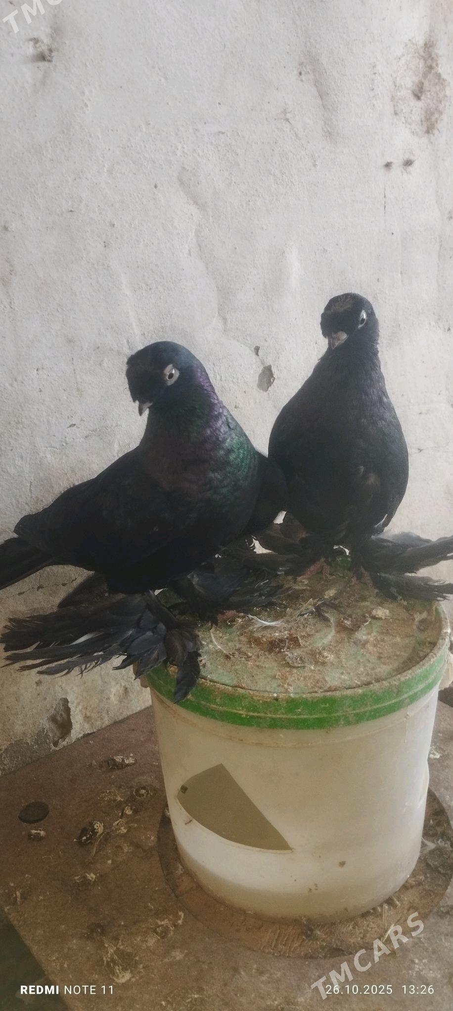 Kepderi - Мургап - img 2