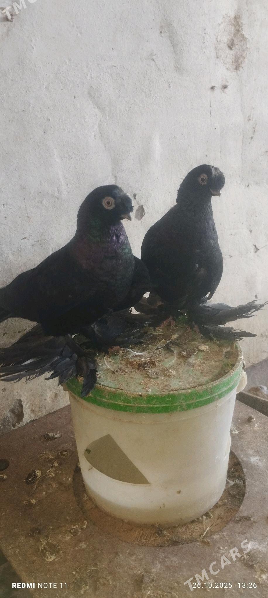 Kepderi - Мургап - img 3