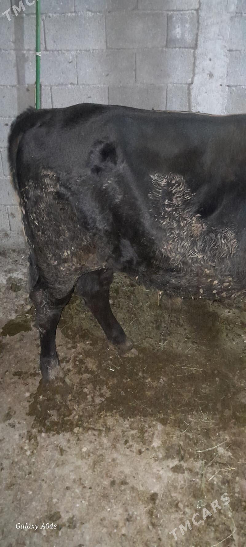 okuz - Gökdepe - img 4