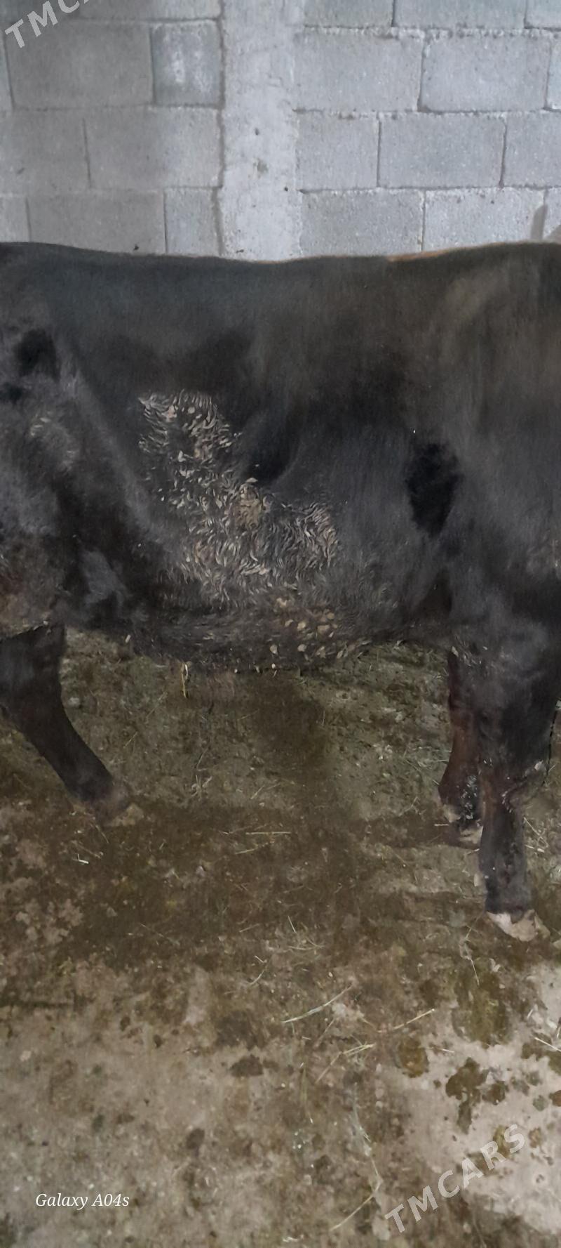 okuz - Гёкдепе - img 1