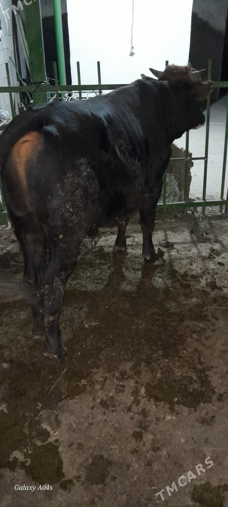 okuz - Gökdepe - img 6