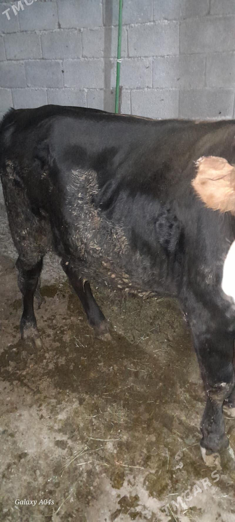 okuz - Gökdepe - img 2