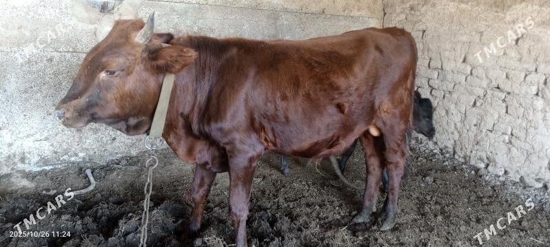 okiz - Векильбазар - img 1