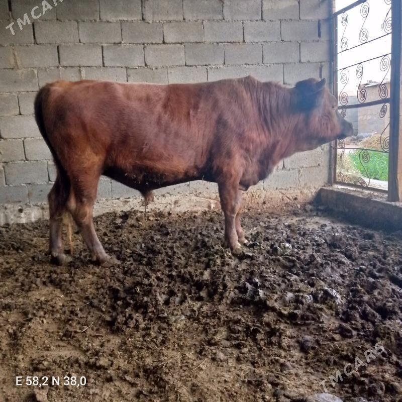 okuz - Bagyr - img 2