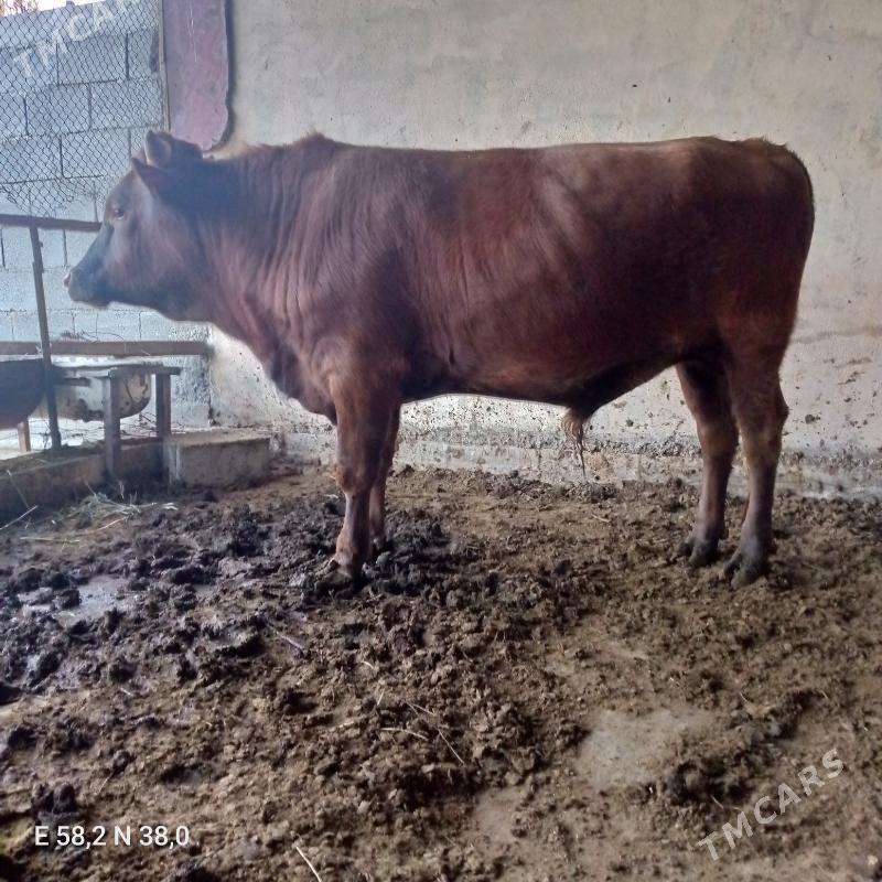 okuz - Багир - img 1